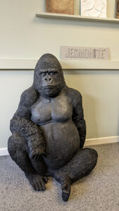 Jesmonite AC100 life size silverback gorilla shropshire